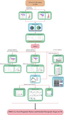 PRRX1 Is a Novel Prognostic Biomarker and Facilitates Tumor Progression Through Epithelial–Mesenchymal Transition in Uveal Melanoma